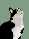 Illustration of a black and whte cat on green bacground. The cat is sitting, looking upwards.